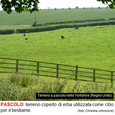 07_PASCOLO.jpg