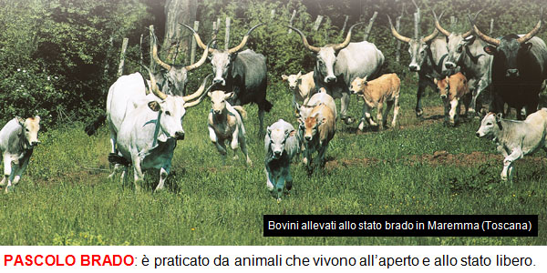 08_PASCOLO_BRADO.jpg