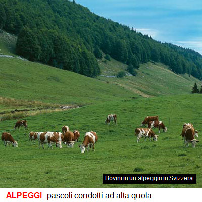 10_ALPEGGI.jpg