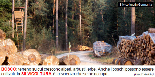 11_SILVICOLTURA.jpg