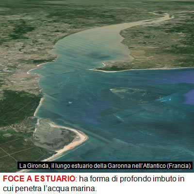 11_FOCE_A_ESTUARIO.jpg